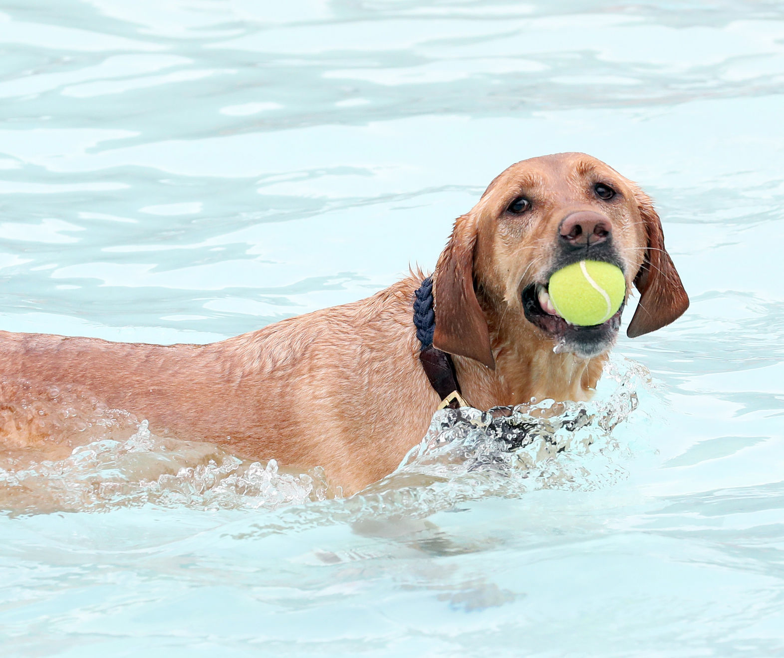 2017 Diggity Dog Dip